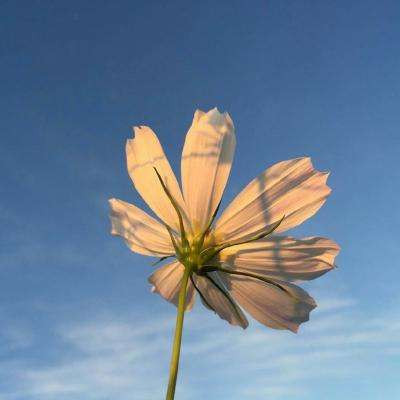 爱游戏app手机app下载