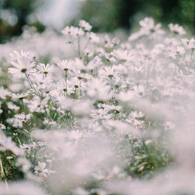 经典牛牛下载手机版